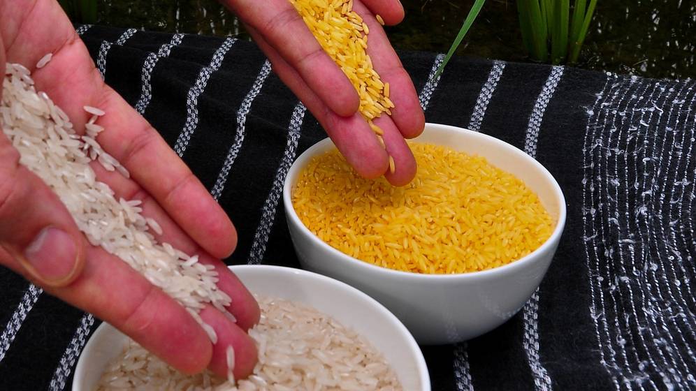 arroz dorado